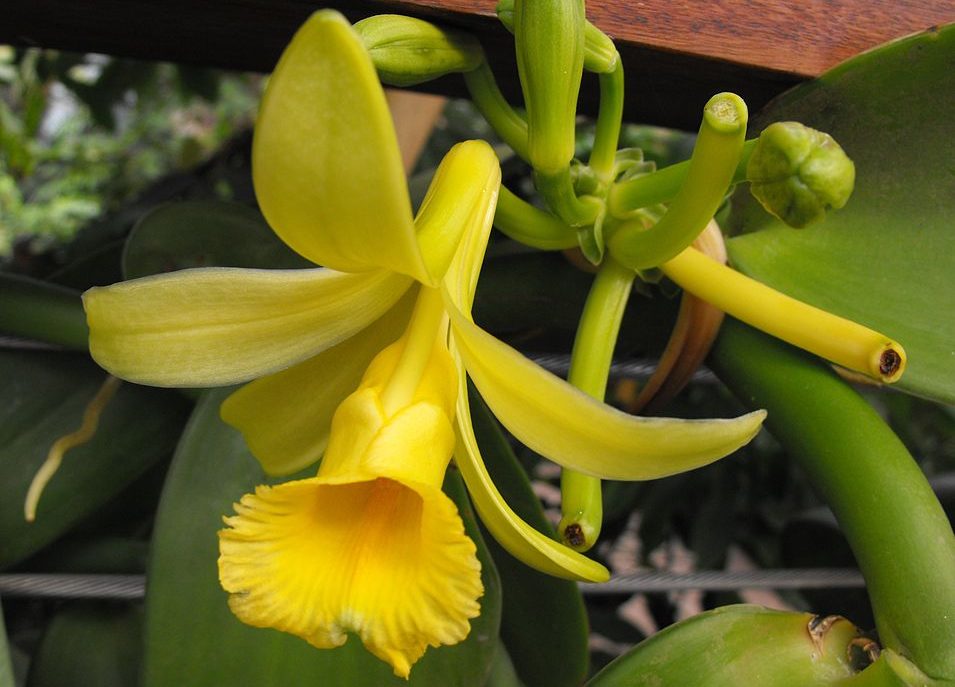 פרח של צמח הוניל