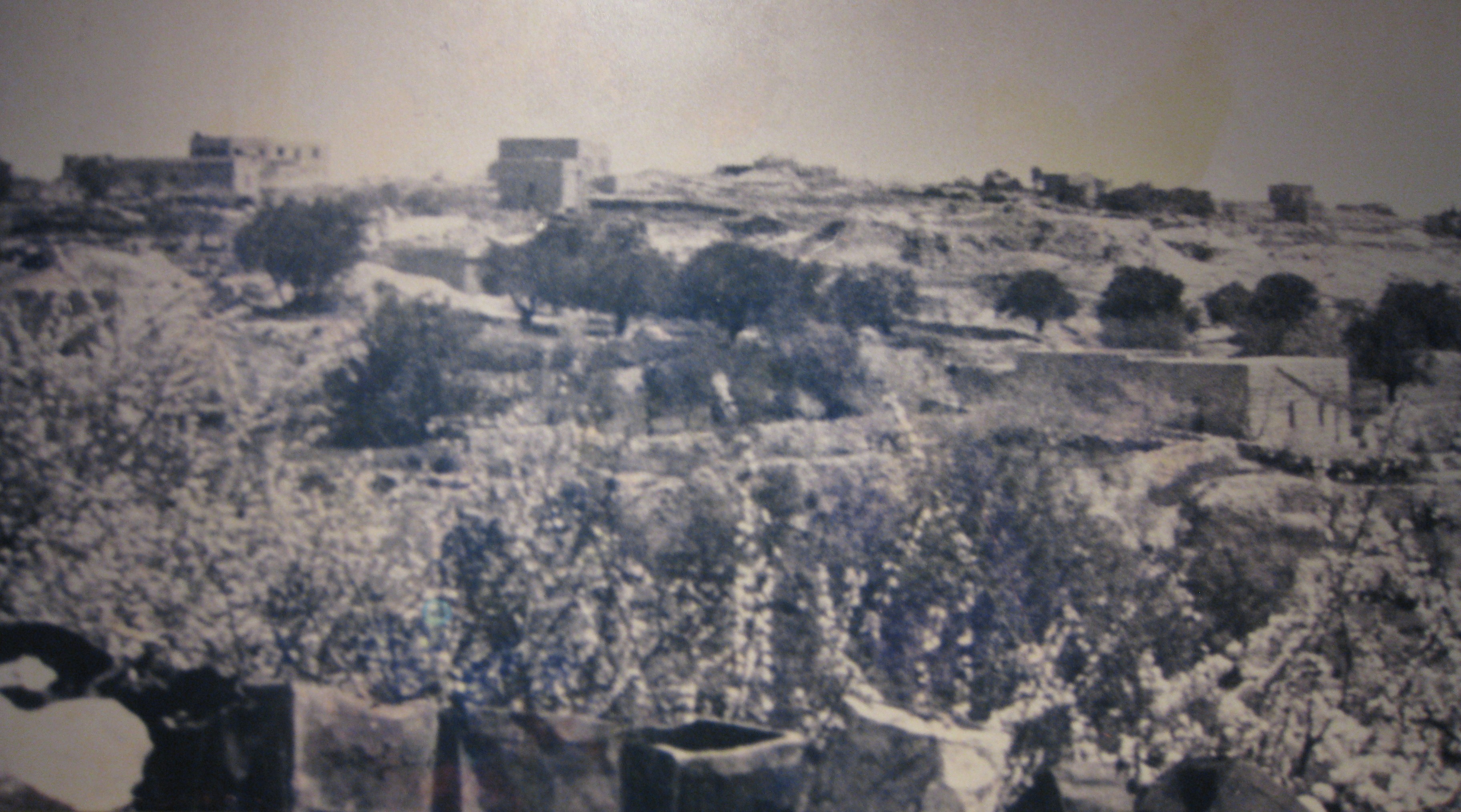 פרשת ‘דיר יאסין’
שרה ג'ו בן צבי דיר יאסין ב-1948